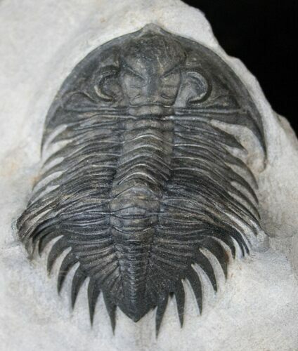 Exceptional Treveropyge Maura (Heliopyge) Trilobite #14673